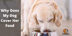 Why Does My Dog Cover Her Food – PetDogsLife