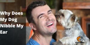 Why Does My Dog Nibble My Ear – PetDogsLife