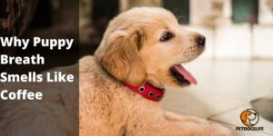 Why Puppy Breath Smells Like Coffee (Some Reasons) – PetDogsLife