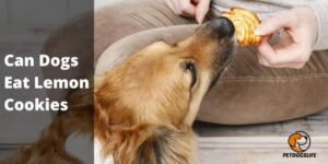Can Dogs Eat Lemon Cookies (Helping Guide) – PetDogsLife