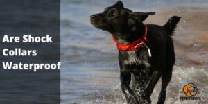 Are Shock Collars Waterproof? Dog Safety and Guide 2022