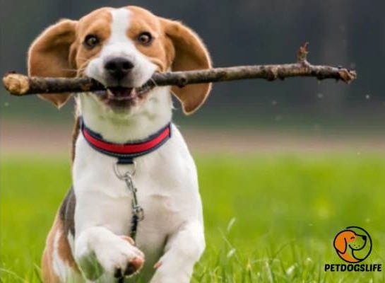 Best Collar for Beagles