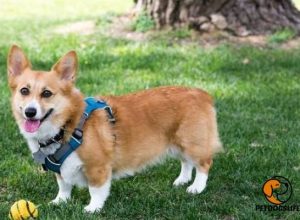 Best Dog Harnesses for Corgis