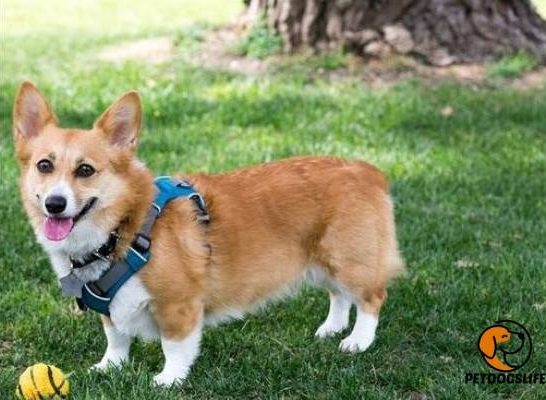 Best Dog Harness for Corgi