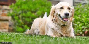 Best Electric Fences For Dogs