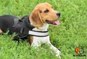 Best Harnesses for Beagles