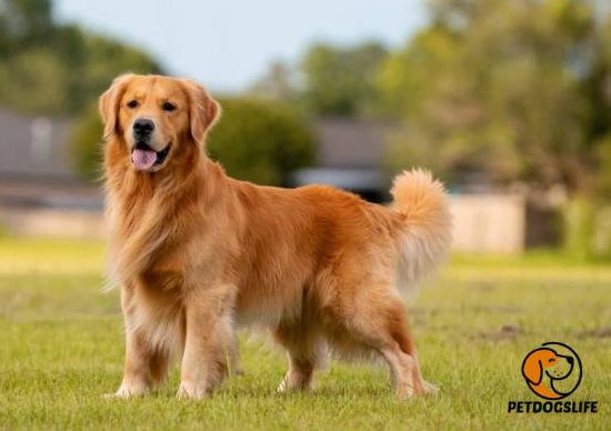 Best Shock Collar for Golden Retriever