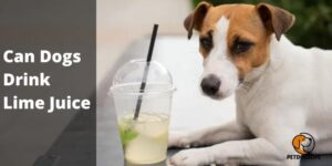 Can Dogs Drink Lime Juice (Risk) – PetDogLife