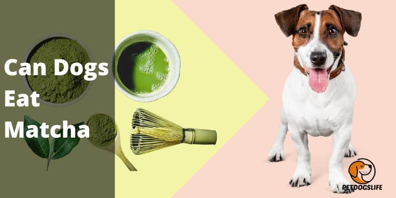 Can Dogs Eat Matcha