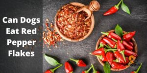 Can Dogs Eat Red Pepper Flakes (All You Need To Know) – PetDogsLife