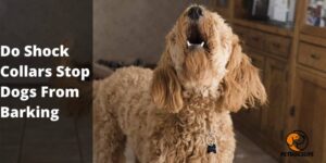Do Shock Collars Stop Dogs from Barking (Pros & Cons) | PestDogsLife