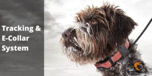 Sportdog Tek 2.0 GPS Tracking & E-Collar System Review | Best Guide