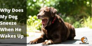 Why Does My Dog Sneeze When He Wakes Up – PetDogsLife