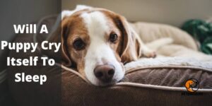 Will A Puppy Cry Itself To Sleep (All You Need To Know) – PetDogsLife