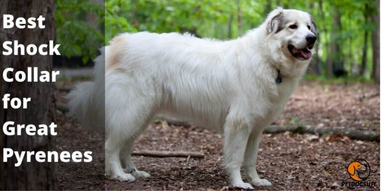 7 Best Shock Collar for Great Pyrenees (Sep 2022) | PetDogsLife | Pet ...