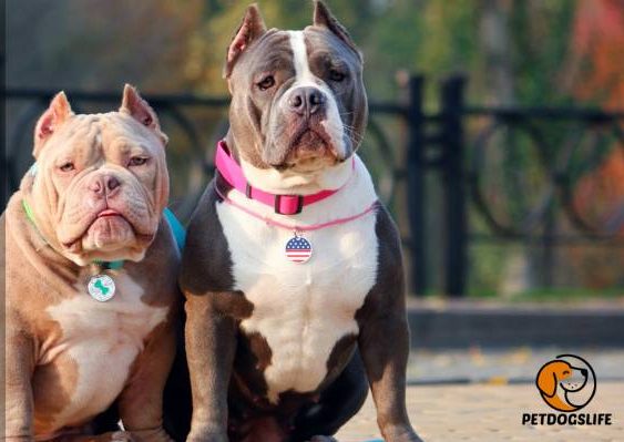Best Collar for American Bully