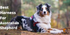 10 Best Harness for Australian Shepherd (July 2022) | PetDogsLife
