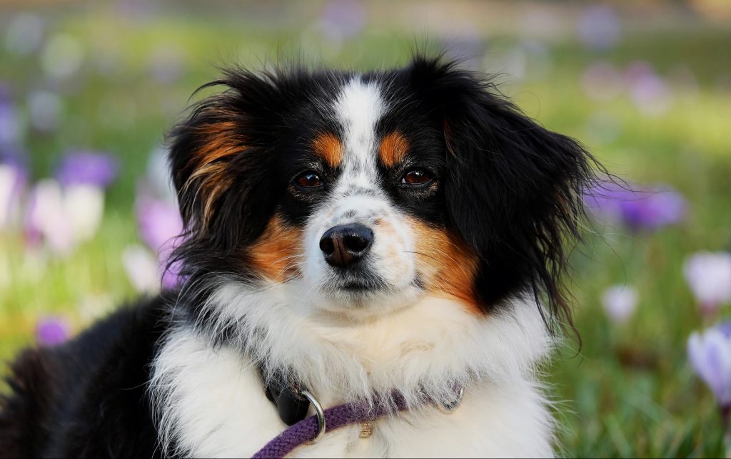 Best Shock Collars for Australian Shepherds Pet Dogs Life