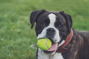 Best Dog Collars for Boxers