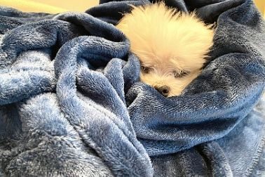 Rectangular Grey Dog Bed with Loose Blanket
