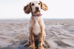 Best Dog Collars for Sensitive Necks