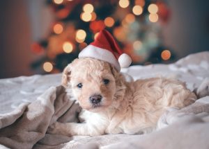 5 Tips to Reduce Your Dog’s Stress During the Holidays